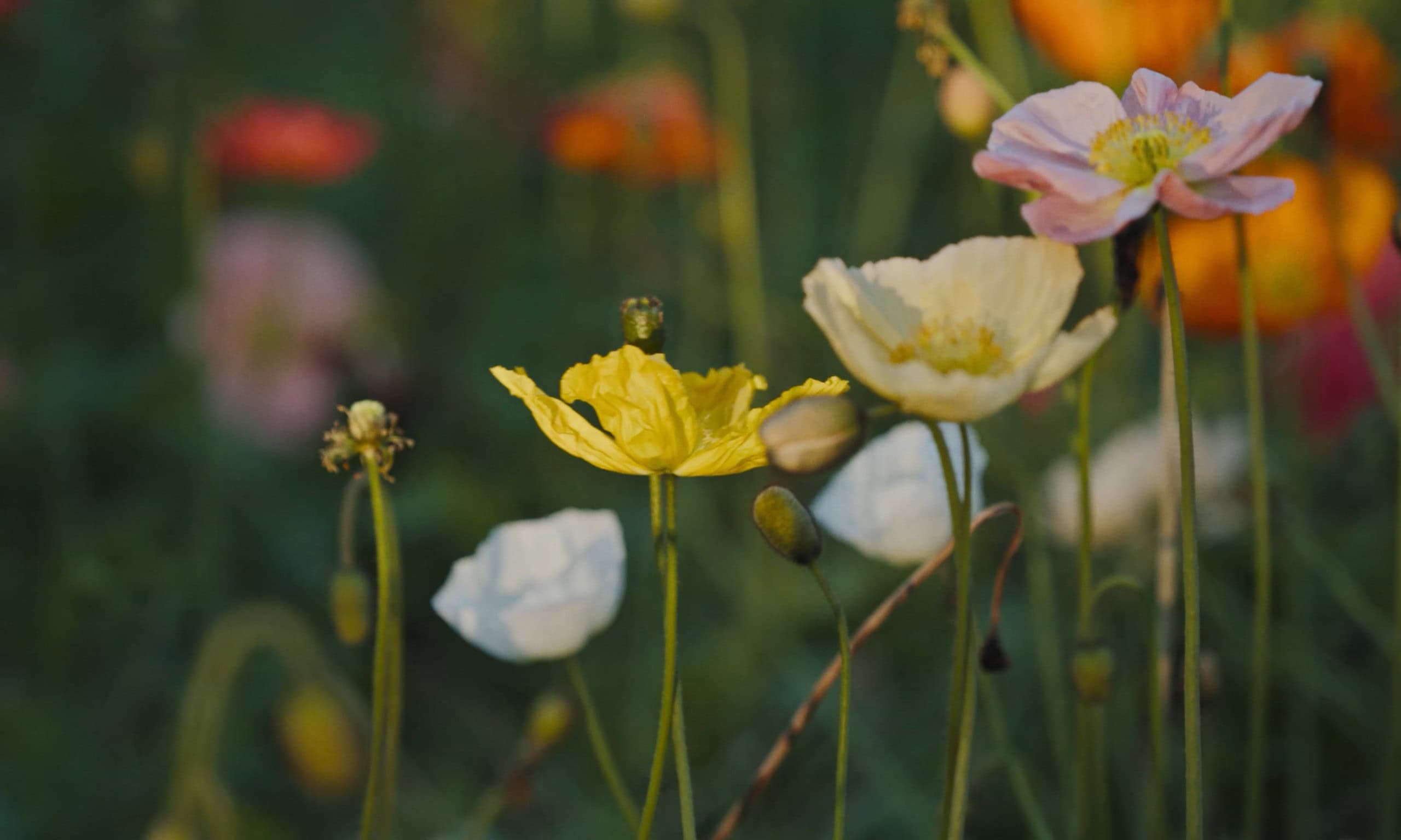 Still from Kemi